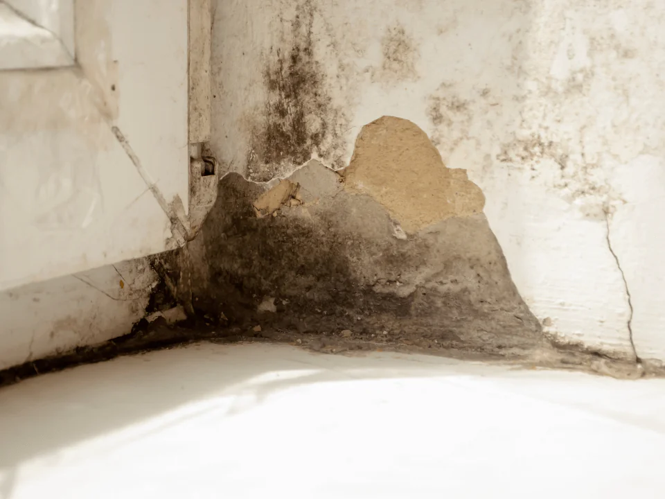 Mold Remediation in Cincinnati, OH