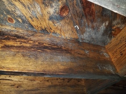 Mold Removal and Remediation in Cincinnati, OH